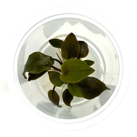 Lagenandra Meeboldi 'Rubin' - Image 2