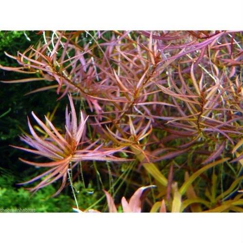 Ludwigia arcuata - Image 2