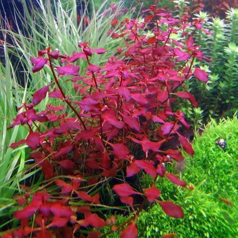 Ludwigia repens 'Super Red' - Image 3