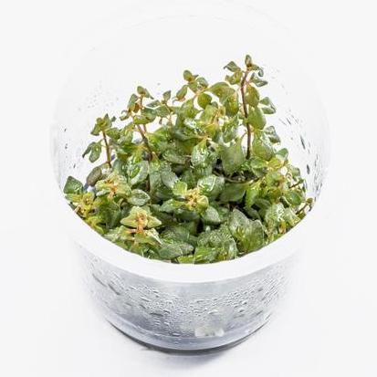 Ludwigia repens 'Super Red' - Image 4