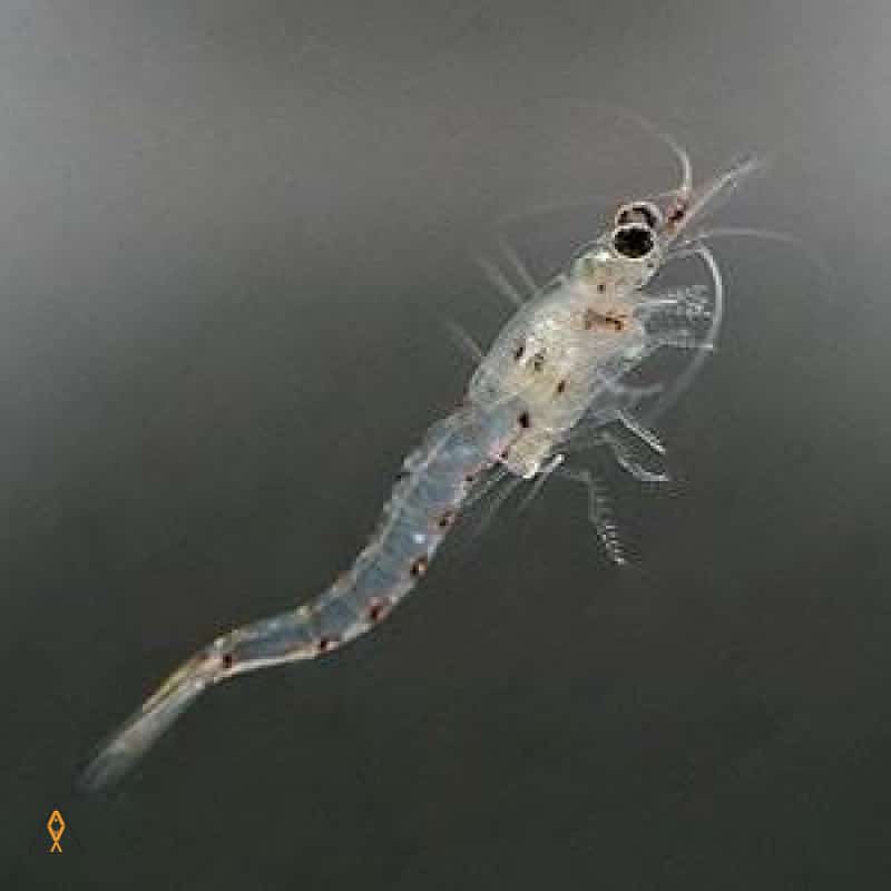 Mysis Feast - Reef Nutrition - Image 2