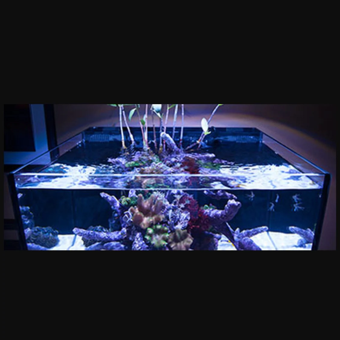 NUVO Fusion Pro 25 Lagoon All-In-One Aquarium (25 GAL) - Innovative Marine - Image 7