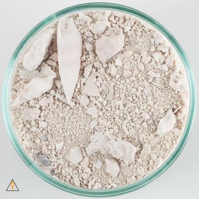 Ocean Direct Caribbean Live Aragonite Sand, Original - CaribSea - Image 2