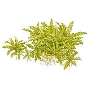 Pogostemon helferi - Image 2