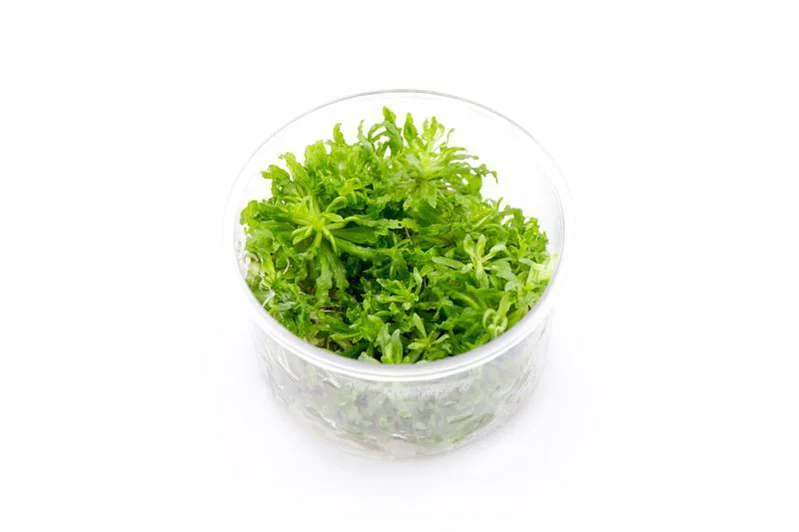 Pogostemon Helferi 'Downoi'