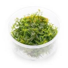 Proserpinaca palustris (Marsh Mermaid Weed) - Image 2