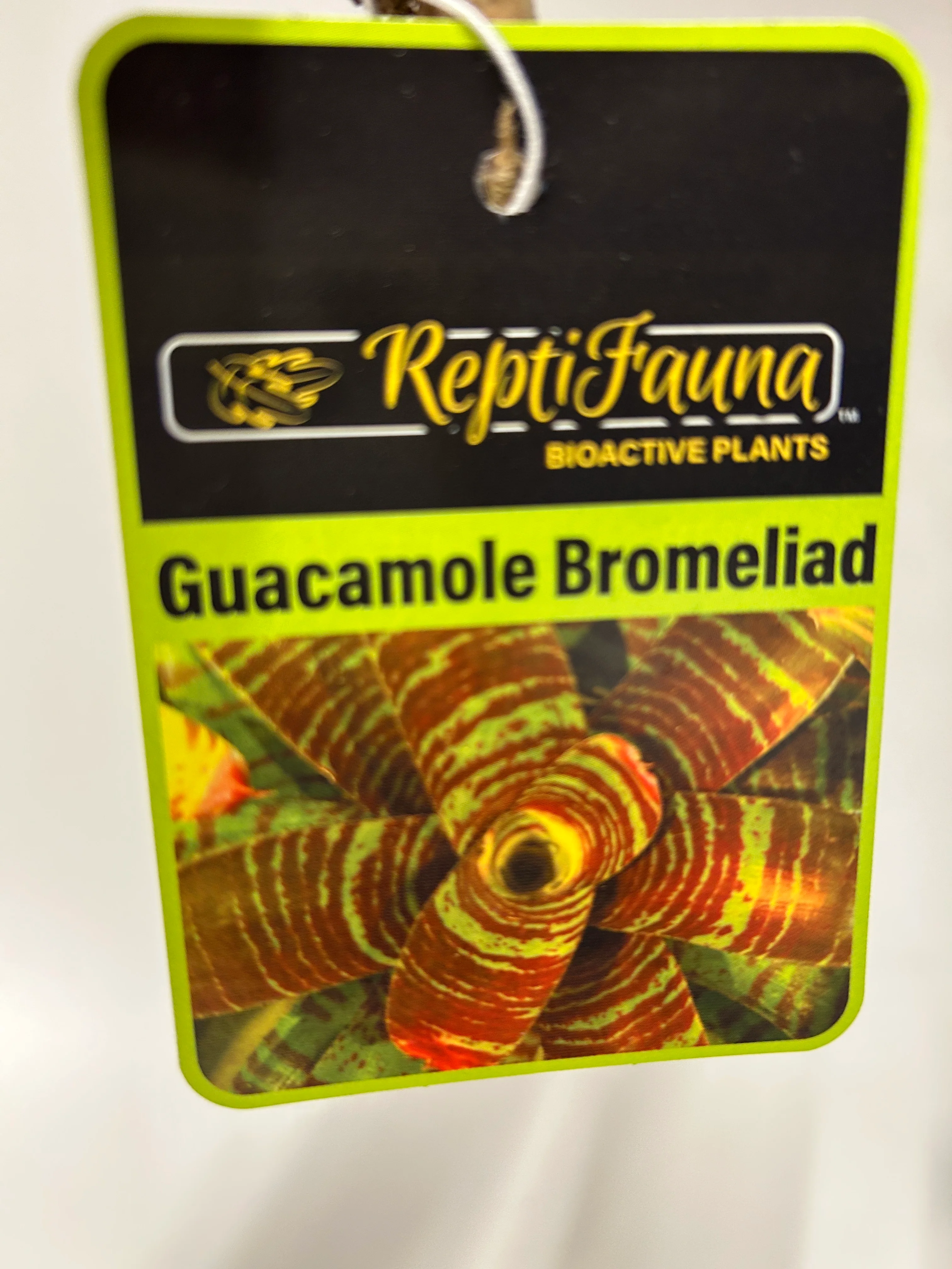 Reptifauna Bromeliad - Segrest Farms - Image 2
