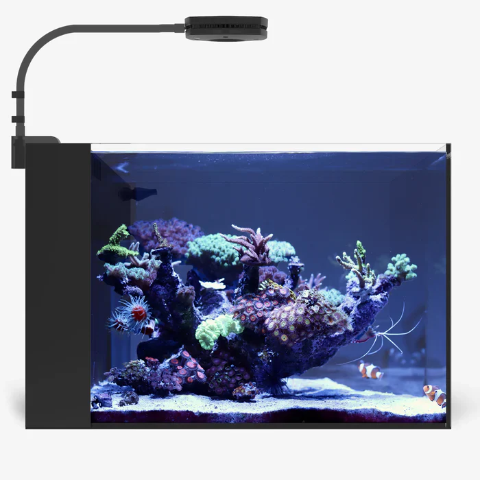 Rimless AIO Aquarium Systems - Waterbox Aquariums - Image 50