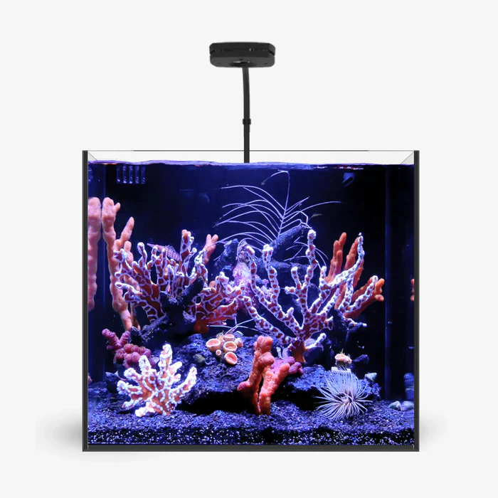 Rimless AIO Aquarium Systems - Waterbox Aquariums - Image 98