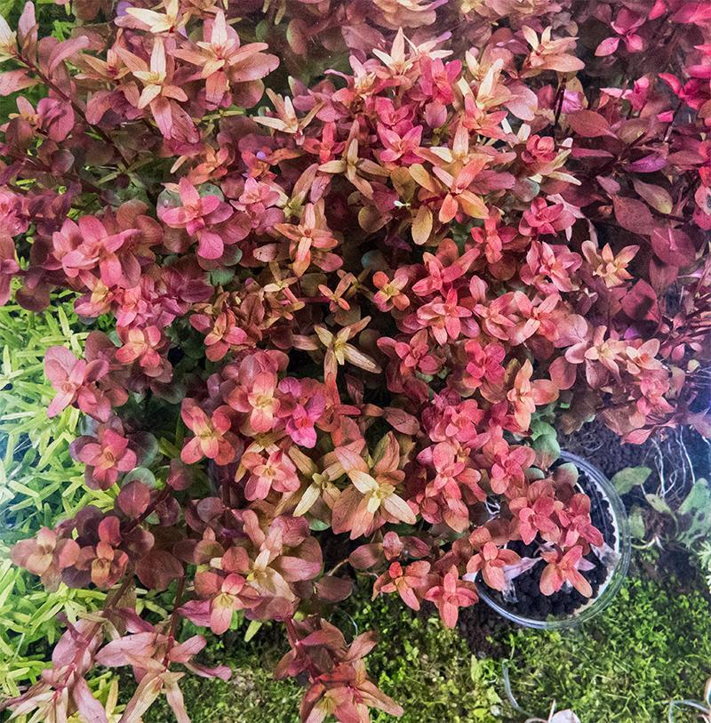 Rotala macrandra 'Mini Butterfly' - Image 2