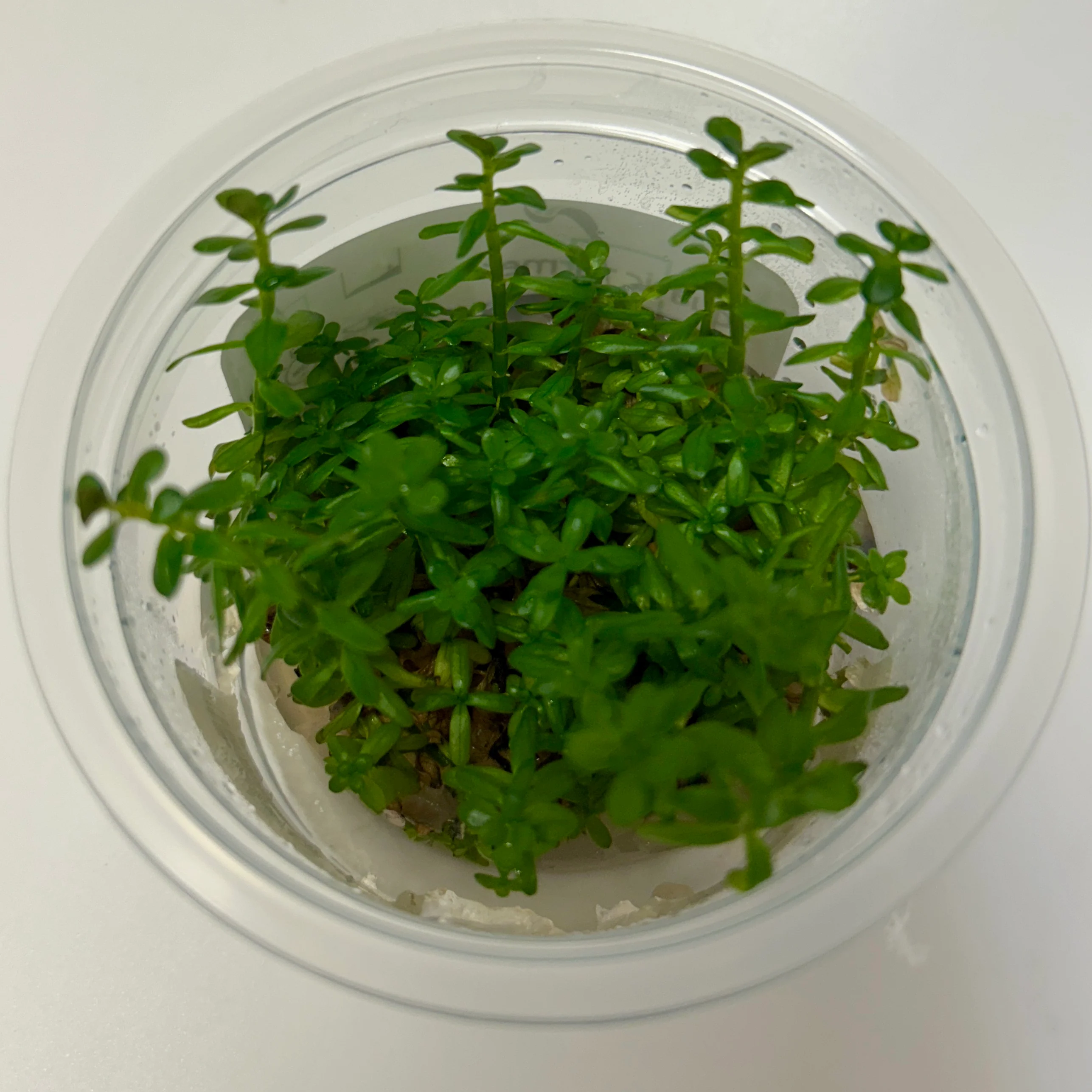 Rotala Rotundifolia 'Mexicana'