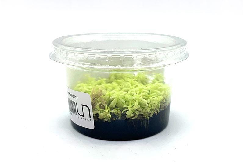 Rotala rotundifolia 'Platinum' - Image 2