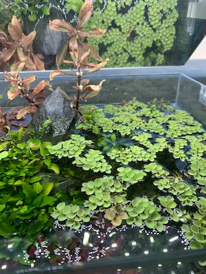 Salvinia sp. Floating Plant - Image 3
