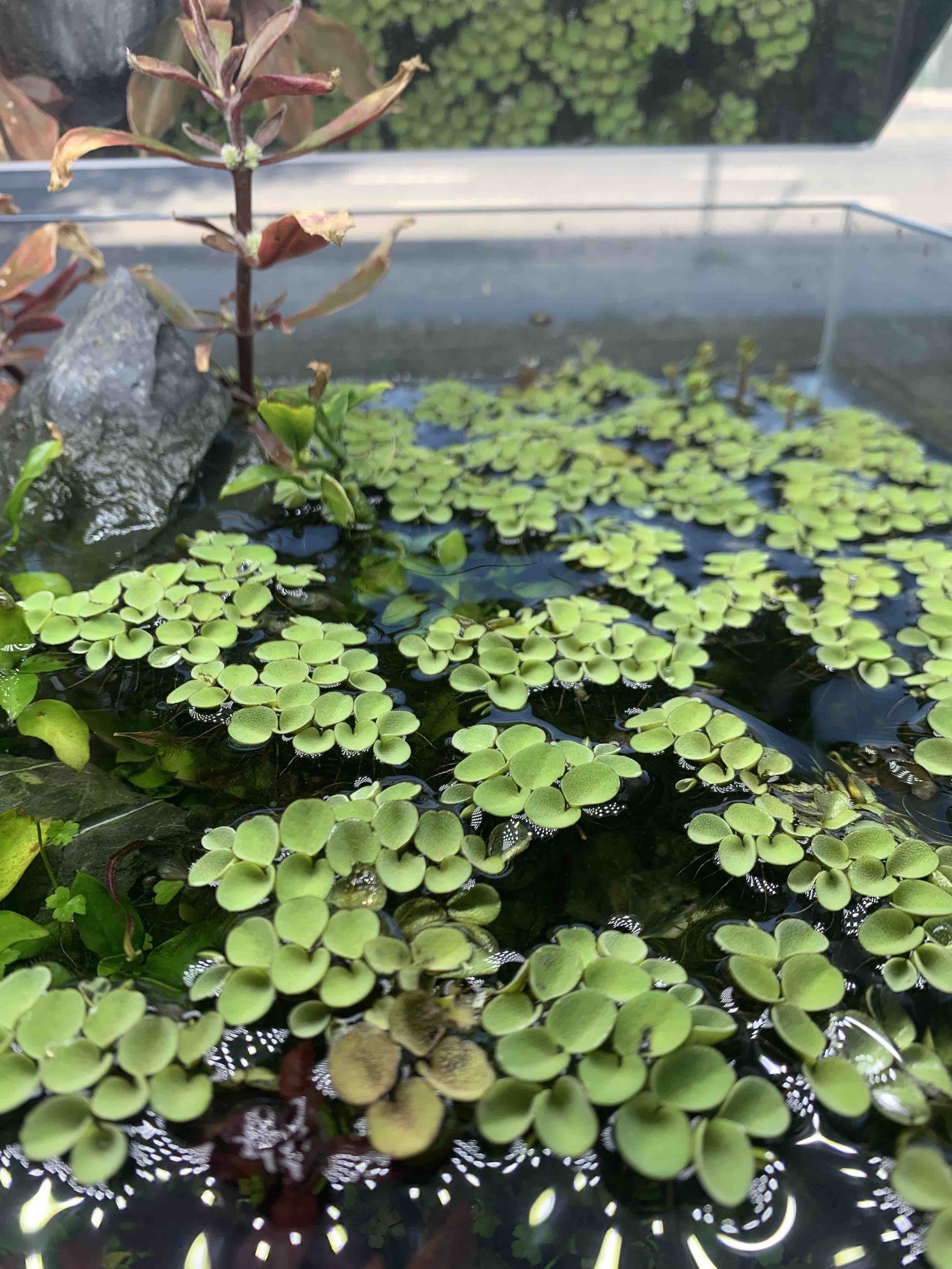Salvinia sp. Floating Plant - Image 4