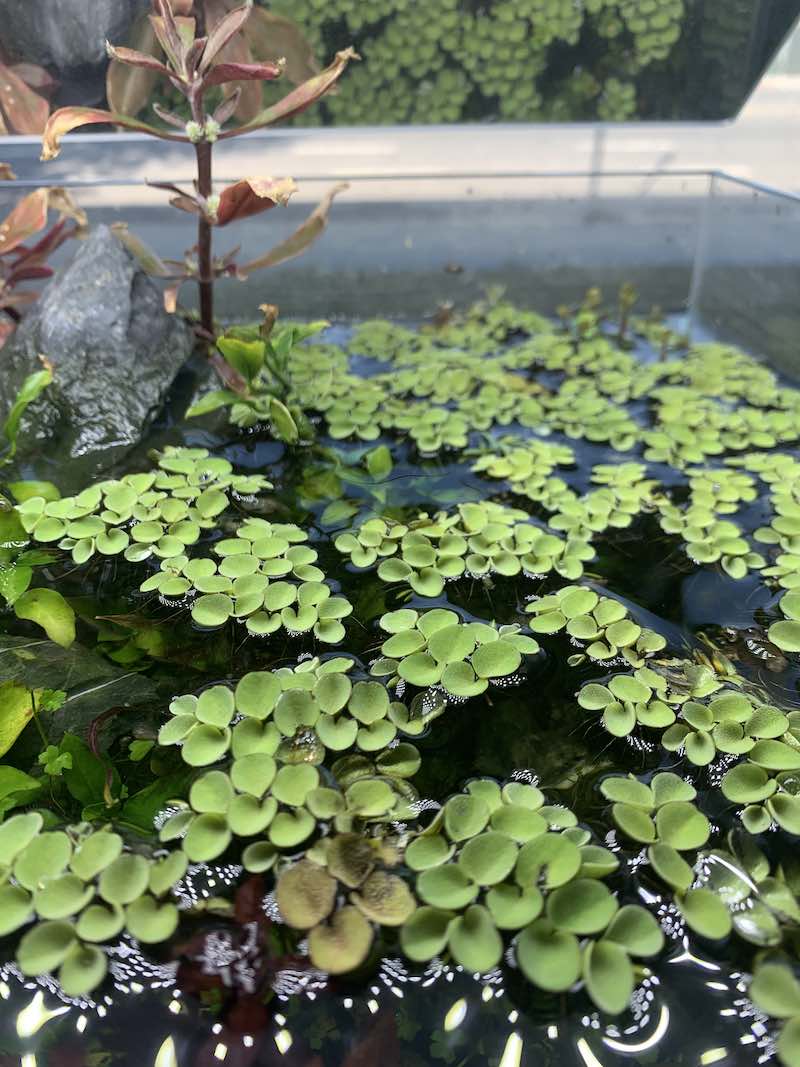 Salvinia sp. Floating Plant - Image 5