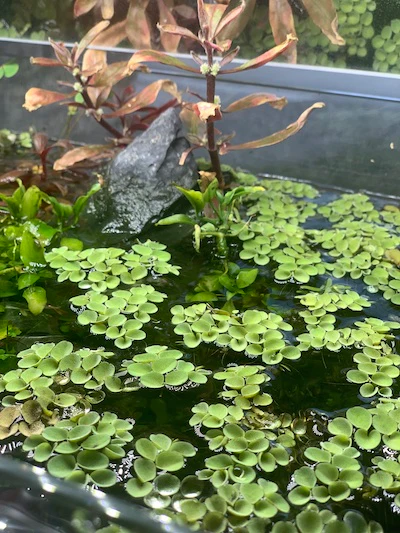 Salvinia sp. Floating Plant - Image 6