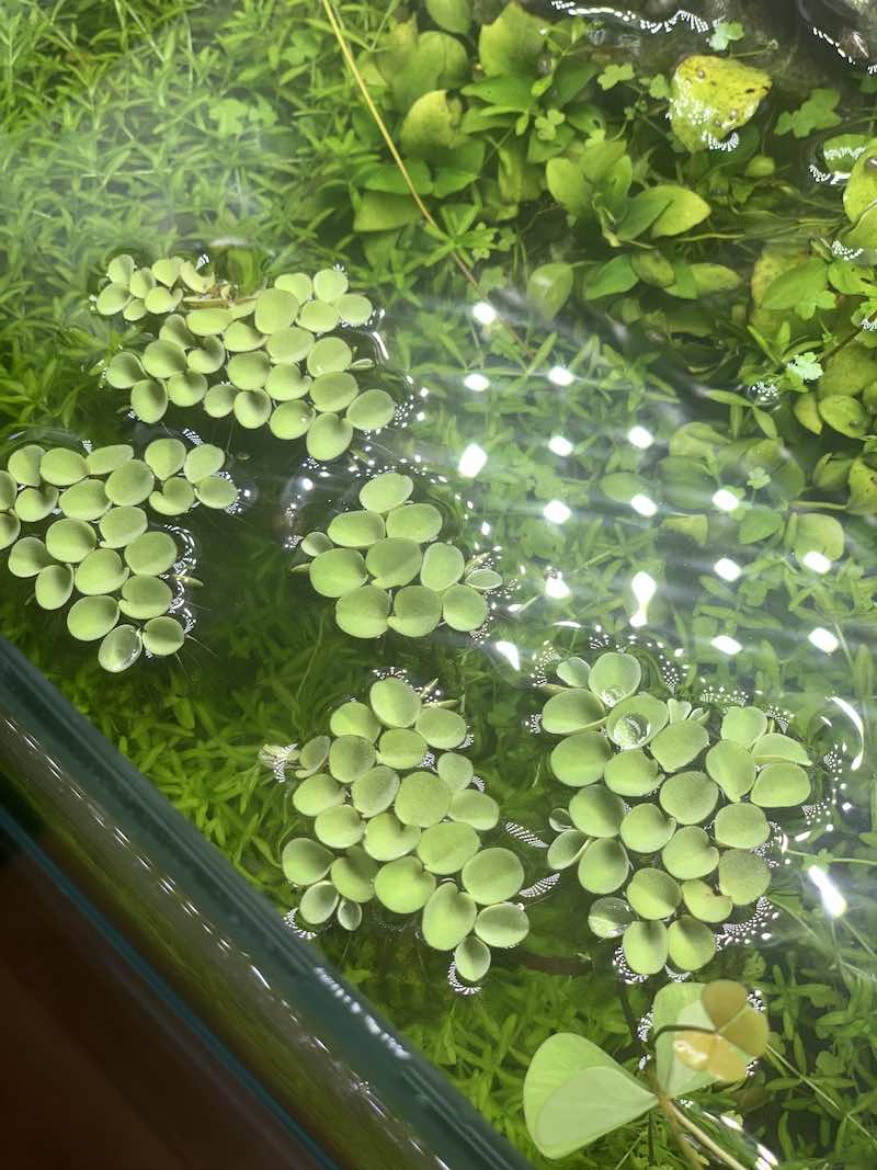 Salvinia sp. Floating Plant - Image 7