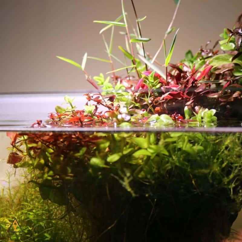 Substrate Ball - Studio Aquatica - Image 3