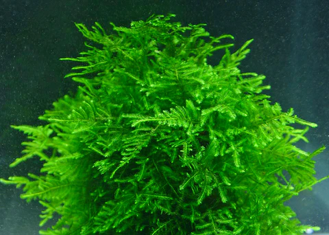 Taxiphyllum sp. ‘Peacock' - Image 2