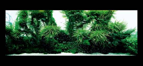 The Art of Nature Aquarium Photo Book - ADA - Image 4