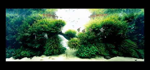 The Art of Nature Aquarium Photo Book - ADA - Image 5