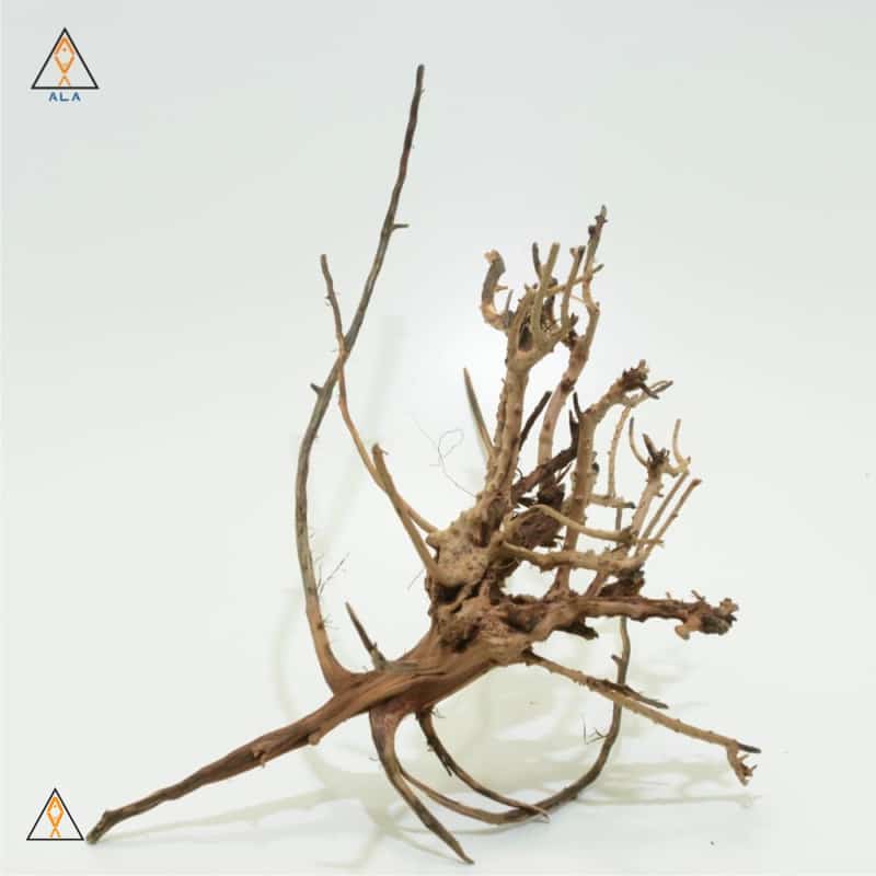 Tiger Wood - ALA - Image 5