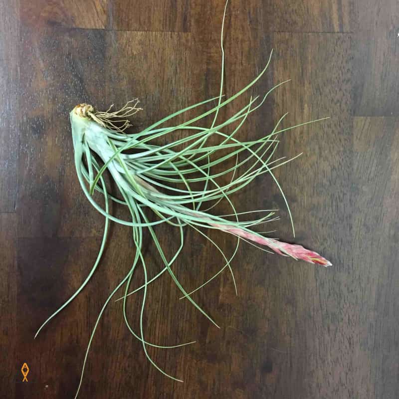 Tillandsia Air Plant - Image 3