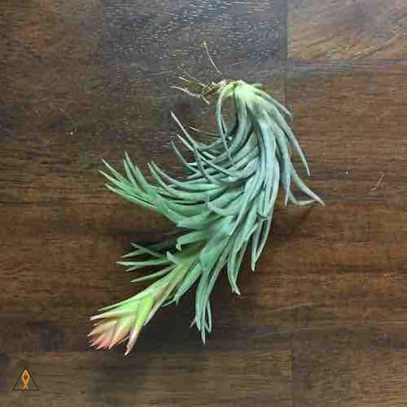 Tillandsia Air Plant - Image 4