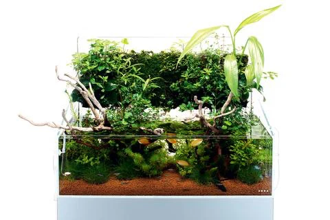Tropical River Soil - DOOA - Image 6