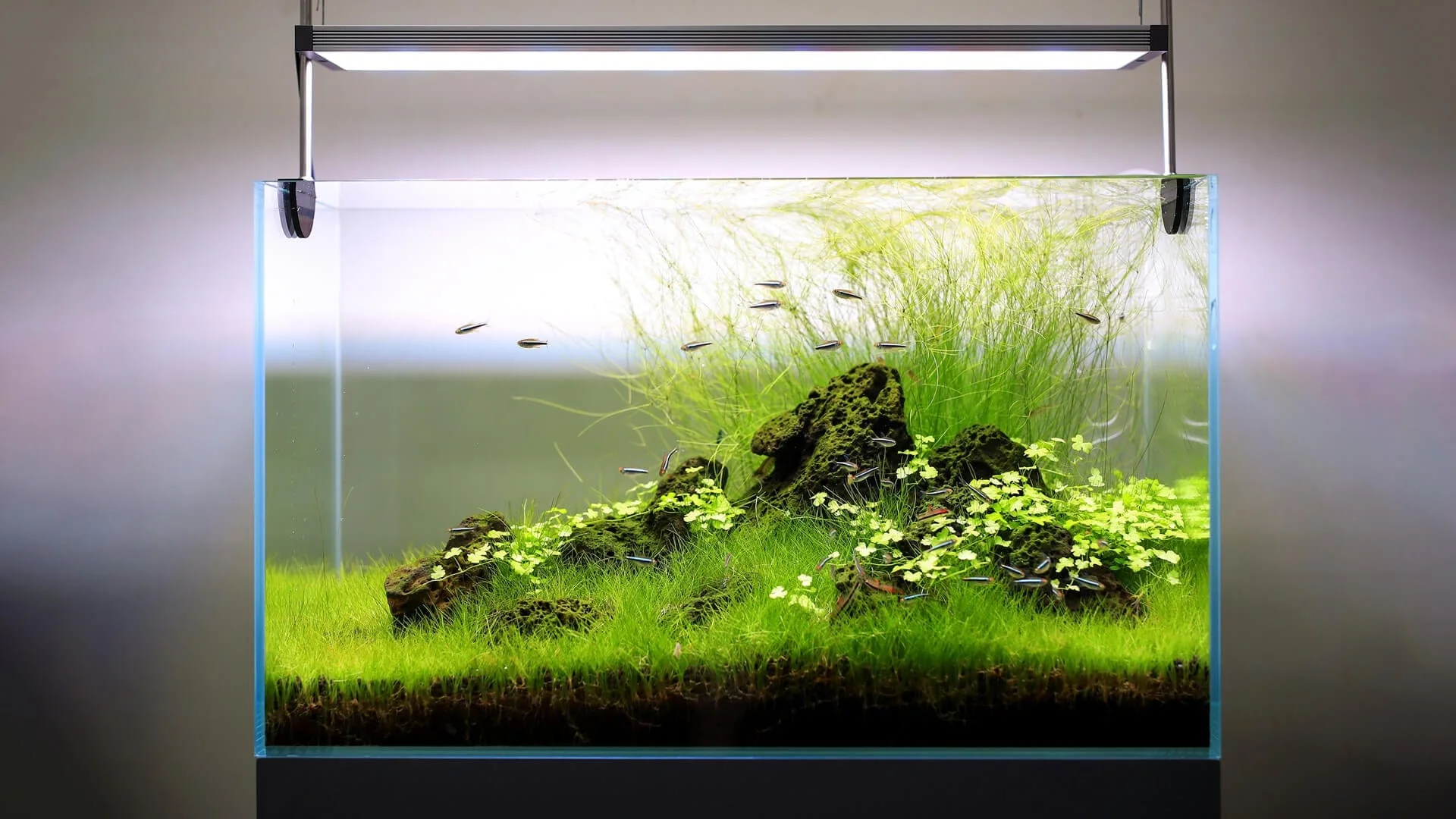 Twinstar III E-Series Planted LED Strip - Image 4