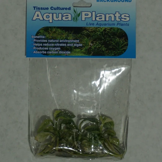 Variegated Green & White - Anubias nana - Image 2