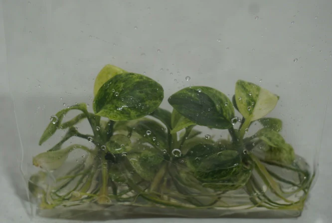 Variegated Green & White - Anubias nana - Image 3