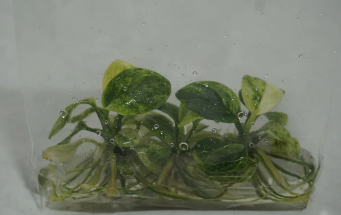 Variegated Green & White - Anubias nana - Image 4