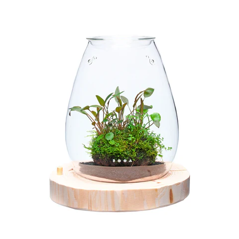 Wood Base Shizuku - DOOA - Image 7